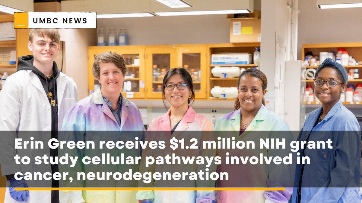 In Erin Green’s lab, she and her students are studying cellular pathways that may help maintain the balance of healthy proteins in a cell, a state called “proteostasis.” Read more: bit.ly/45GjBKp