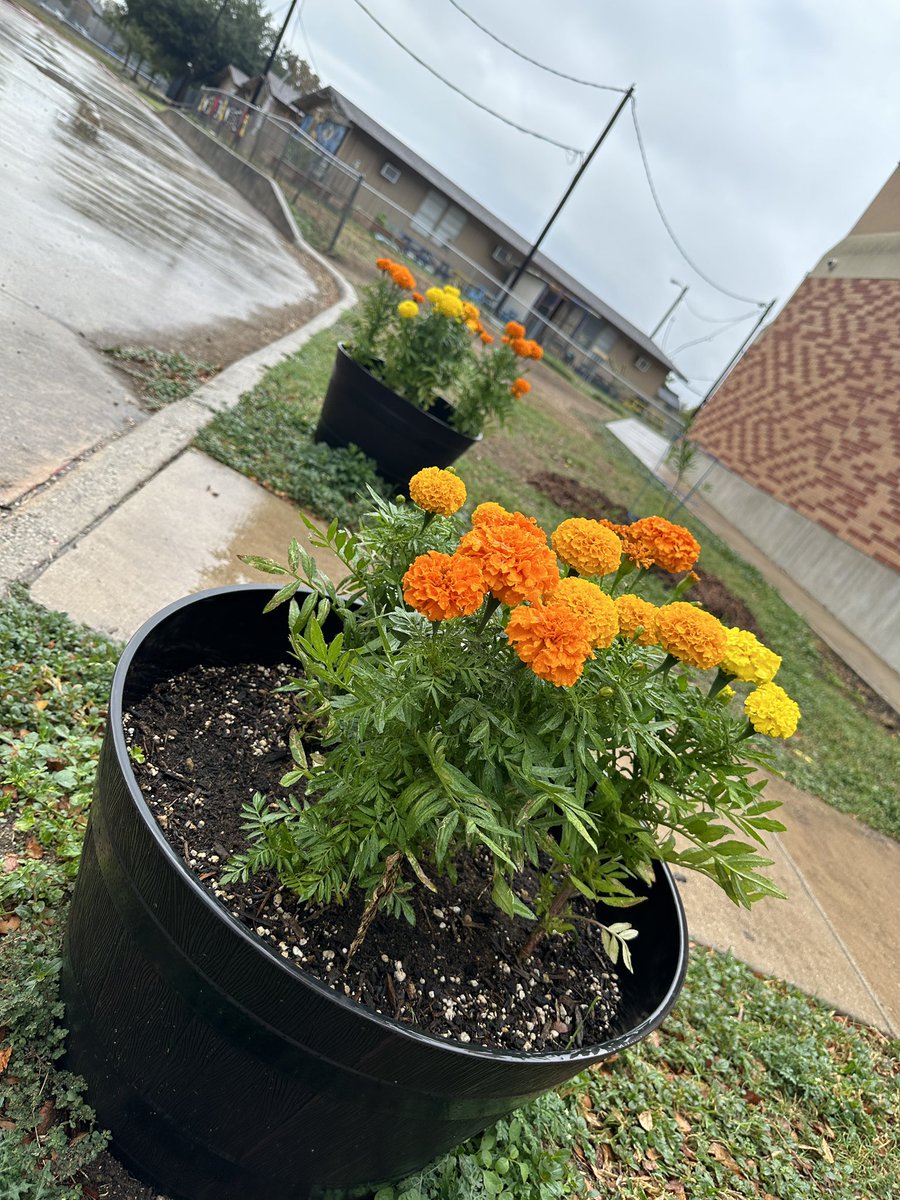 Ed White Science (@edwhitescience) on Twitter photo Rain today helping the garden!! <a href="/NEISD_Science/">NEISD Science</a> Rain today helping the garden!! <a href="/NEISD_Science/">NEISD Science</a>
