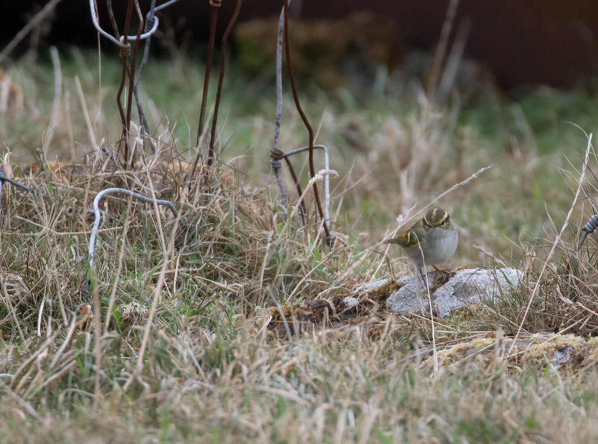 Finally got to see one of my most-wanted lifers @FI_Obs today, with this Pallas’s Warbler amongst the Goldcrests at Setter - you couldn’t fit more stripes onto it!