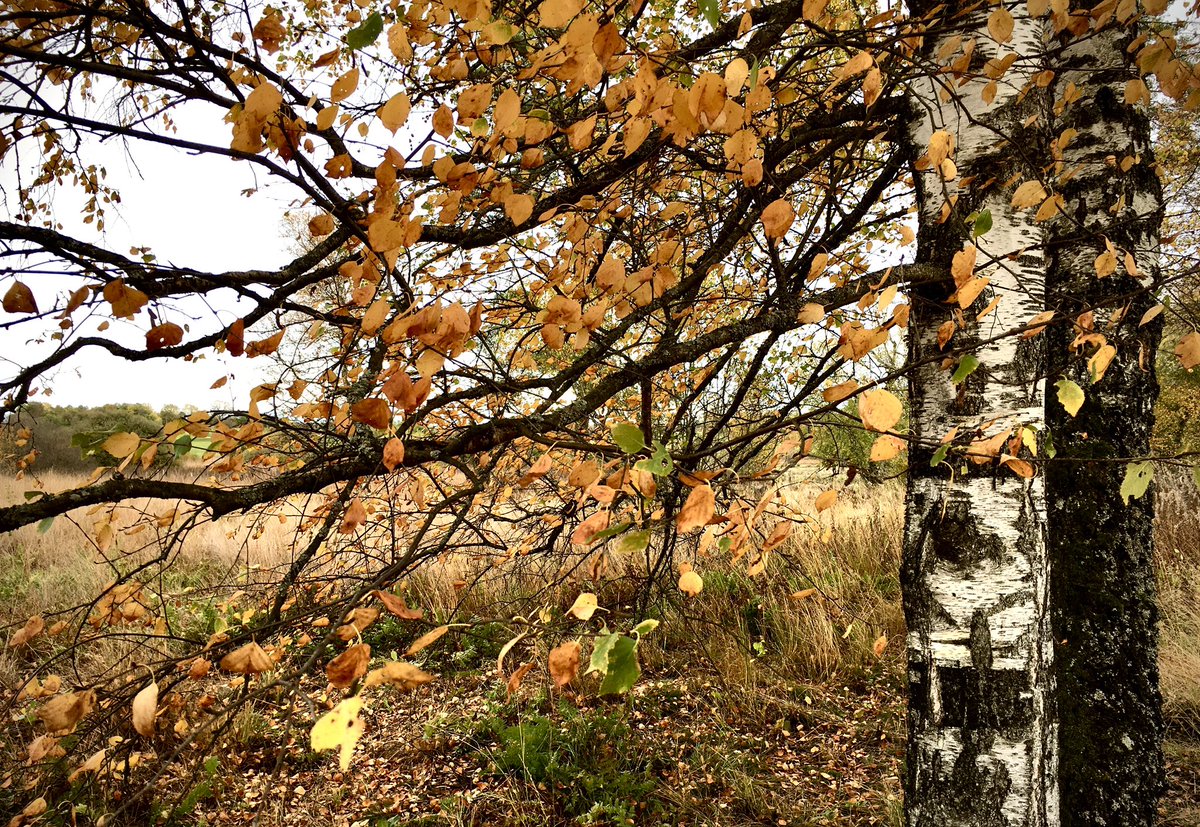 Penonre's tweet photo. #JedeWocheEinFoto
@DasFotoprojekt 

KW 43/23

„Die Farben des Herbstes“ https://t.co/fQZfqTVz5O