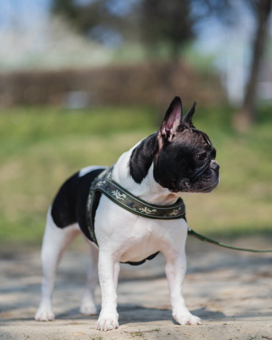 8 years of Daisy Happy birthday !😍 https://t.co/JLDVl1ZjkV<a href="/tag/happyhalloween"class="tags"><span>#happyhalloween</span></a>