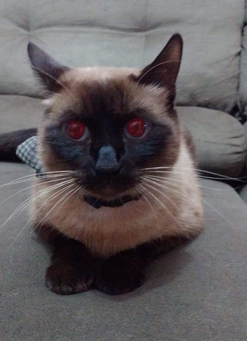 Que saudades, Otto 💔