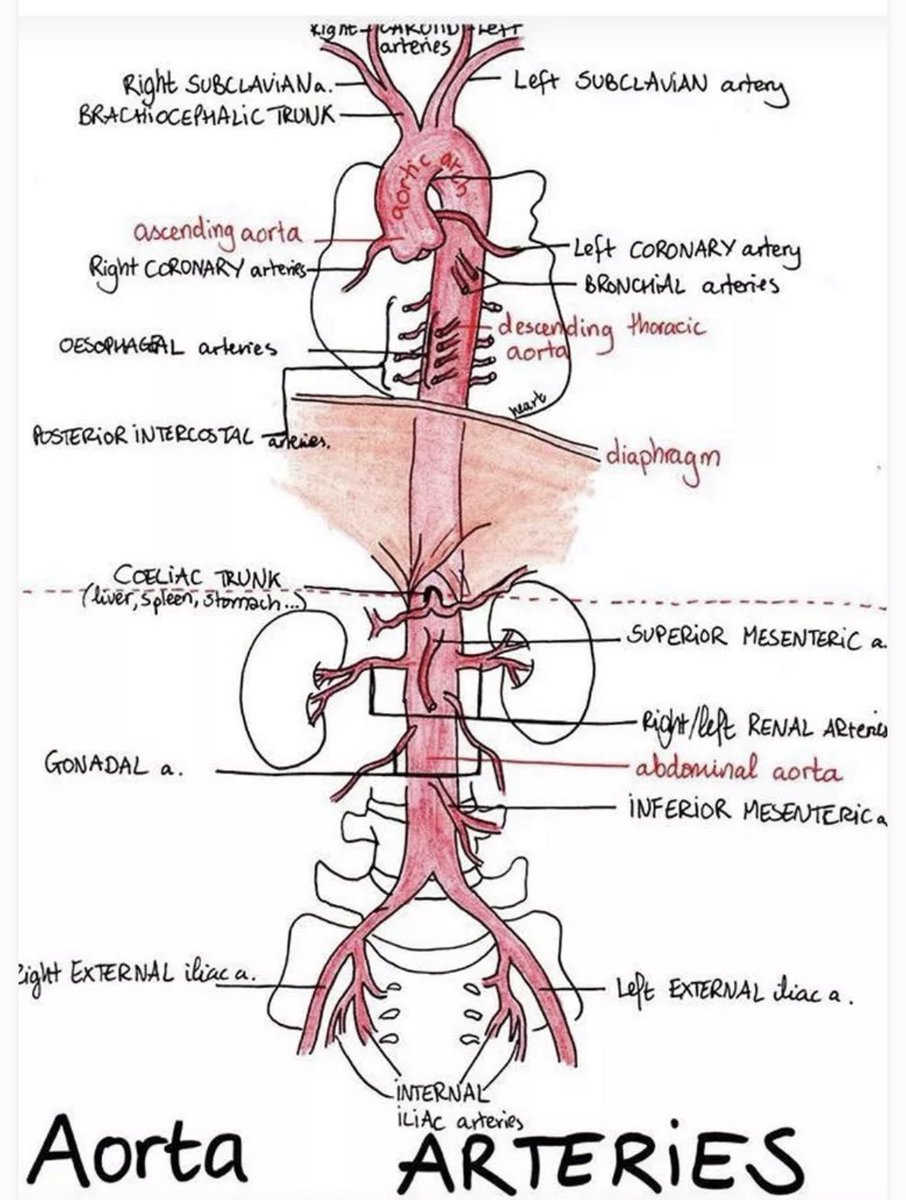 Aortic branches from PAU'S MBN