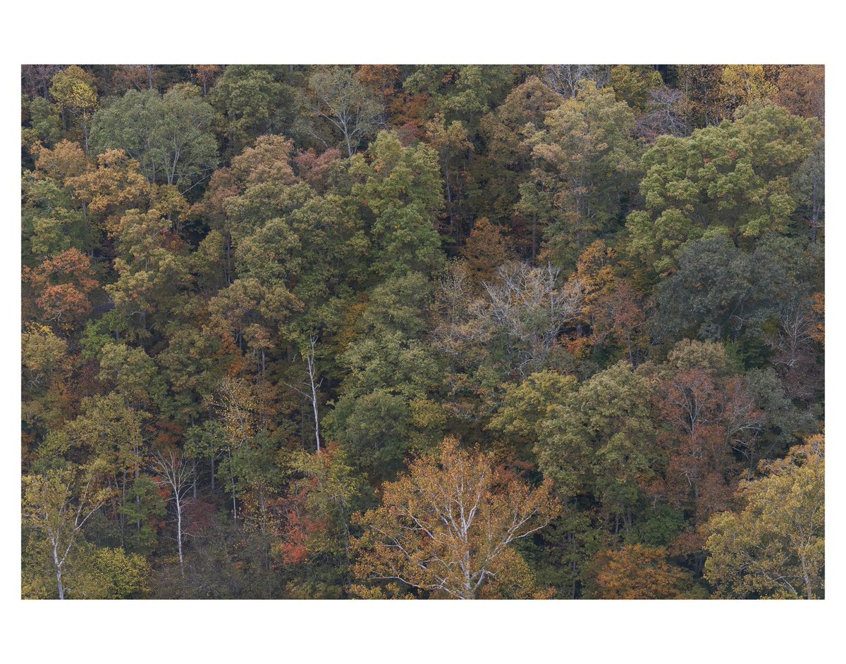 Hsj911_'s tweet photo. Fall trees 🍂 https://t.co/TLw0vlqPPK