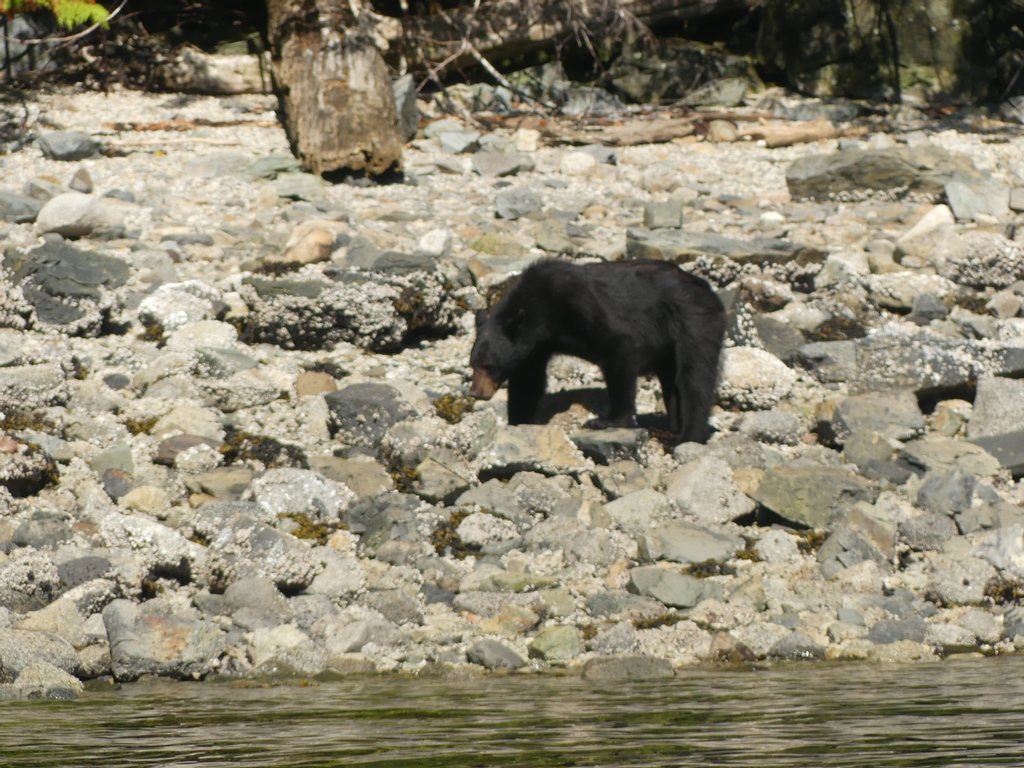 HomalcoTours's tweet photo. Spot some of our local coastal black bears in the new season! Book a Spring Bears and Whales tour to see these little fellas 🥰

#blackbear #wildbear #bears #bearviewing #wildlifeviewing #wildlife #wildlifephotography #travelphotography https://t.co/dr6qsKCF64