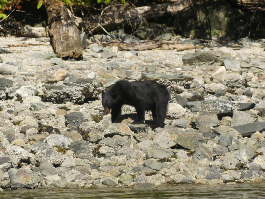 HomalcoTours's tweet photo. Spot some of our local coastal black bears in the new season! Book a Spring Bears and Whales tour to see these little fellas 🥰

#blackbear #wildbear #bears #bearviewing #wildlifeviewing #wildlife #wildlifephotography #travelphotography https://t.co/dr6qsKCF64