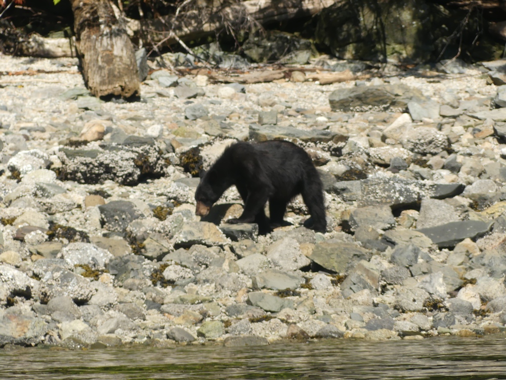 Spot some of our local coastal black bears in the new season! Book a Spring Bears and Whales tour to see these little fellas 🥰 #blackbear #wildbear #bears #bearviewing #wildlifeviewing #wildlife #wildlifephotography #travelphotography