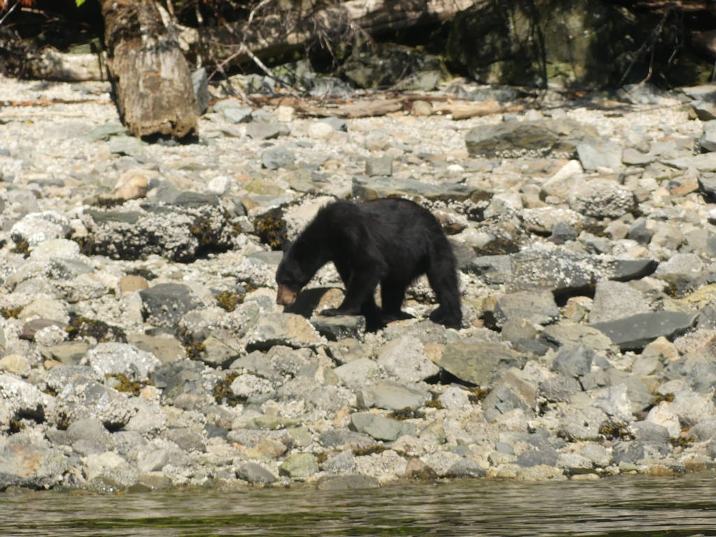 HomalcoTours's tweet photo. Spot some of our local coastal black bears in the new season! Book a Spring Bears and Whales tour to see these little fellas 🥰

#blackbear #wildbear #bears #bearviewing #wildlifeviewing #wildlife #wildlifephotography #travelphotography https://t.co/dr6qsKCF64