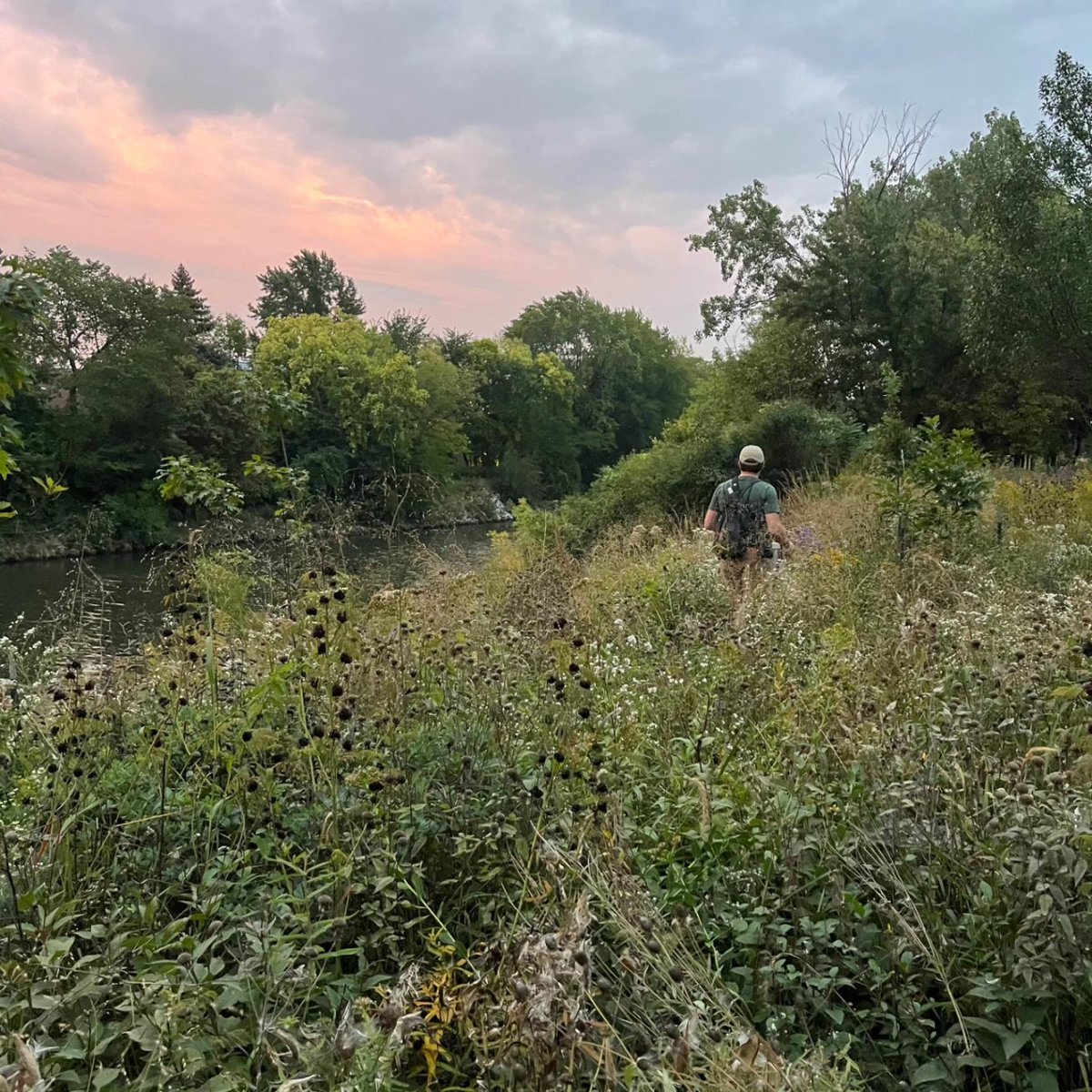 DigiNaturalist's tweet photo. This round of #WeekendWorkday pics features an insane 4 days of crisscrossing the city to support workdays at Northerly Isle, Humboldt Park, McKinley Park, Montrose Point, Riis Park, and back to Northerly. It was a whirlwind and I'm now way behind on emails but 100% worth it. https://t.co/eMlU2VXox5