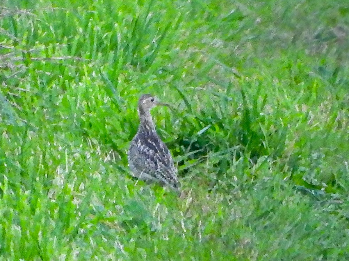 Beautiful upland sandpiper at Sennen- great that a good number of people were able to share the experience! @wheretowatch  must be the bird you heard a few weeks back?