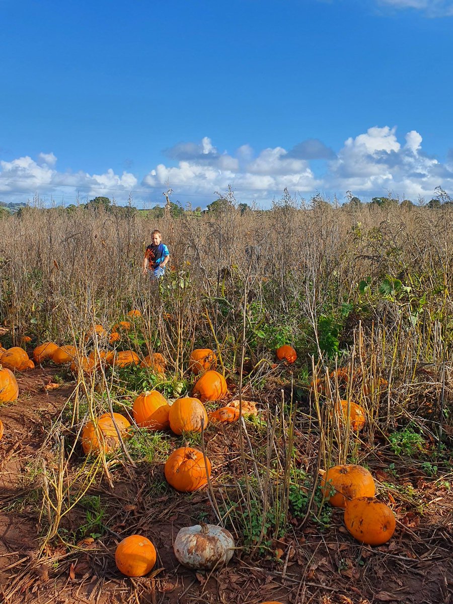 It's that time of year again! Pumpkin picking, toasted marshmallows and pumpkin curry!