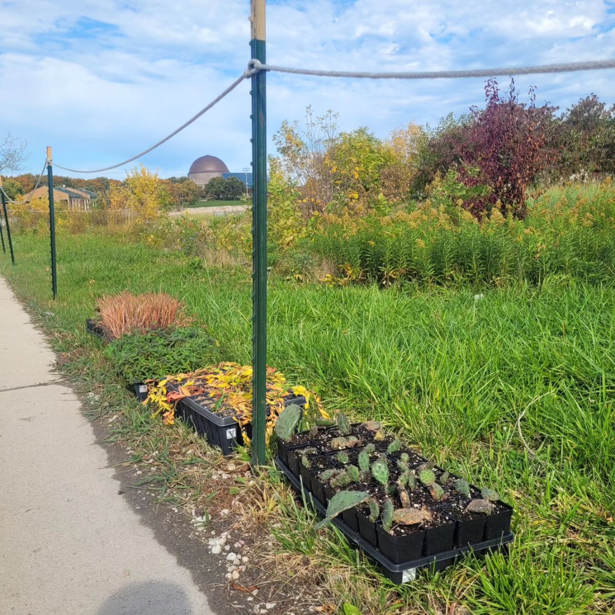 DigiNaturalist's tweet photo. This round of #WeekendWorkday pics features an insane 4 days of crisscrossing the city to support workdays at Northerly Isle, Humboldt Park, McKinley Park, Montrose Point, Riis Park, and back to Northerly. It was a whirlwind and I'm now way behind on emails but 100% worth it. https://t.co/eMlU2VXox5