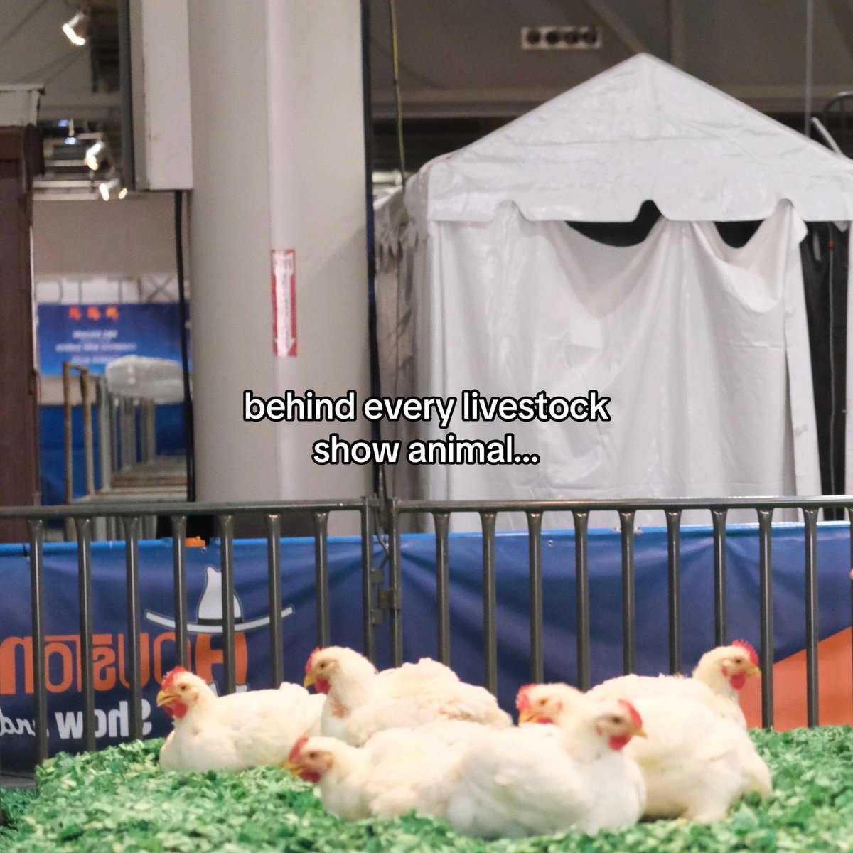 RODEOHOUSTON's tweet photo. Countless hours, immeasurable dedication - that's what it takes to raise show animals. https://t.co/HszbIDcvuG