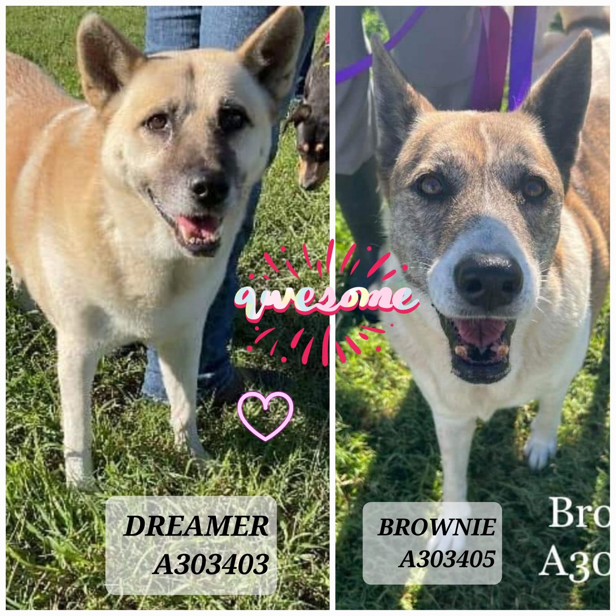 🆘️🙏🤞#SeniorAlert #BondedPair #AkitaLovers Help by RT and #PledgeForRescue for 8 yo sisters DREAMER & BROWNIE #AdoptDontShop 
They have until  Th 10/26 at #CorpusChristiACS 
Shelter links with contact info ⬇️. Pledge here for rescue as shelter doesn't accept pledges