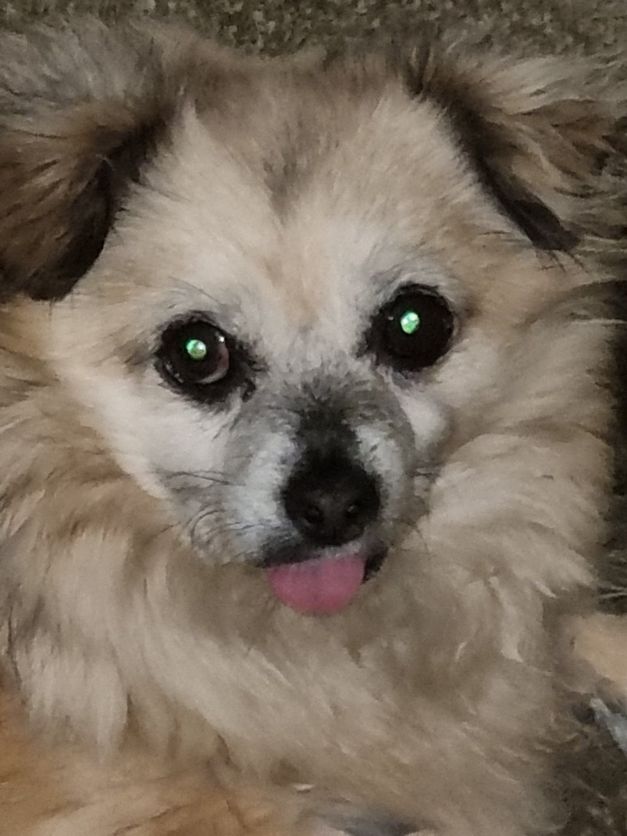 millypod1's tweet photo. 🆘23 OCT 2023 #Lost PIP
ELDERLY Fawn Greying Chihuahua Cross Male
No Front teeth. He is slightly deaf and barks a lot. Very overweight and a much loved family dog.
#Bethania #Llanon #Wales #SY23 https://t.co/R2emsjkJwe https://t.co/zjVGQmxobz