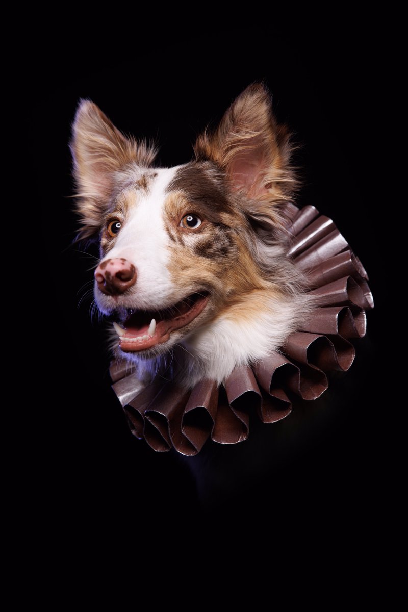 Puptrait's tweet image. Off with her head!