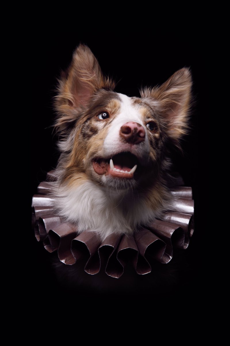 Puptrait's tweet image. Off with her head!