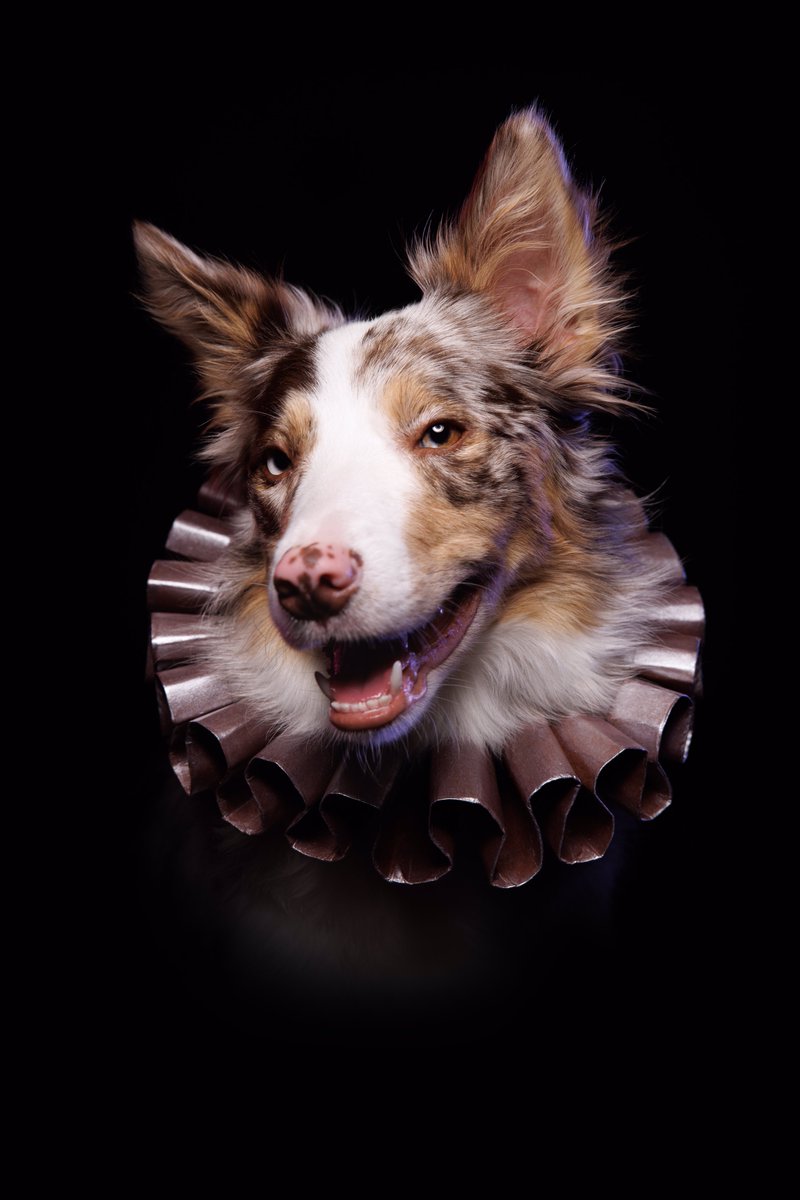 Puptrait's tweet image. Off with her head!