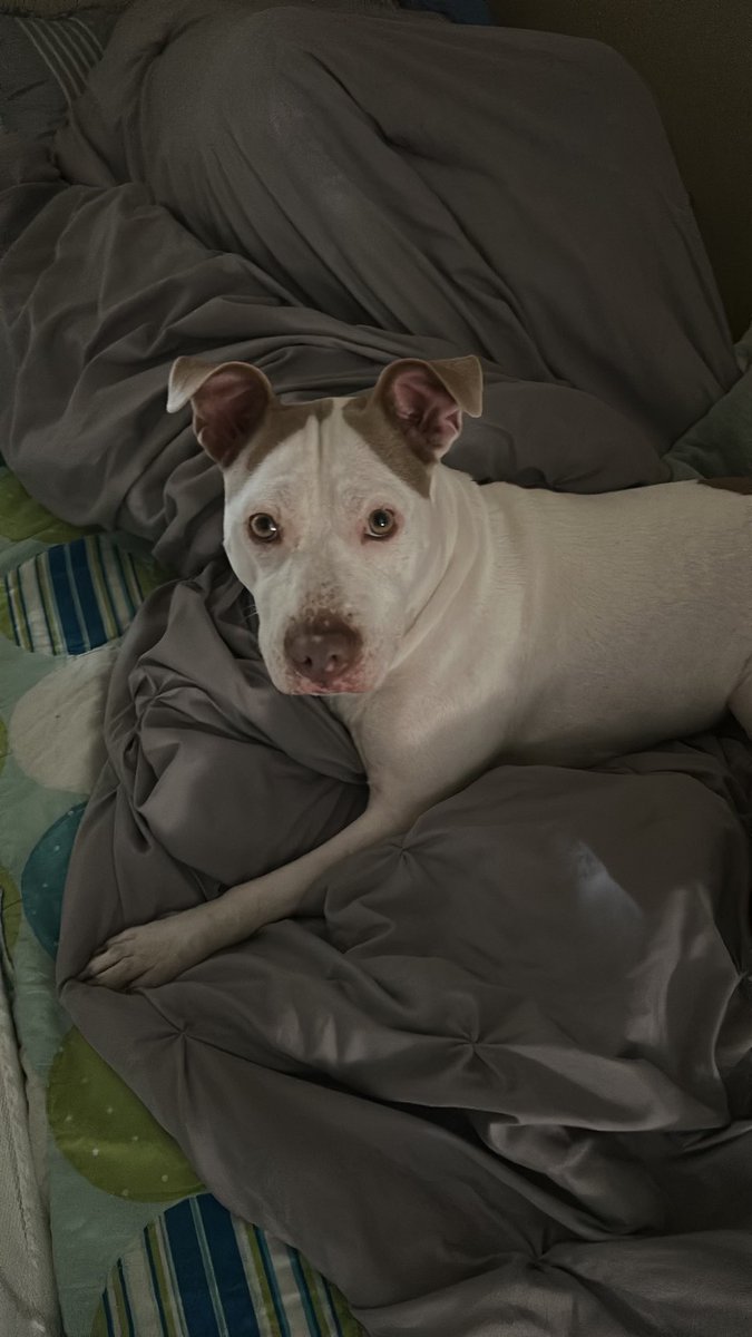 🐶 Please Share 🐶 

Young bullies looking for a forever home.

My sister-in-law’s family in Orlando, FL has to give up their pets as the father was just diagnosed with stage 4 cancer and the pups will no longer have the attention they deserve. 

They are adorable and sweet, with