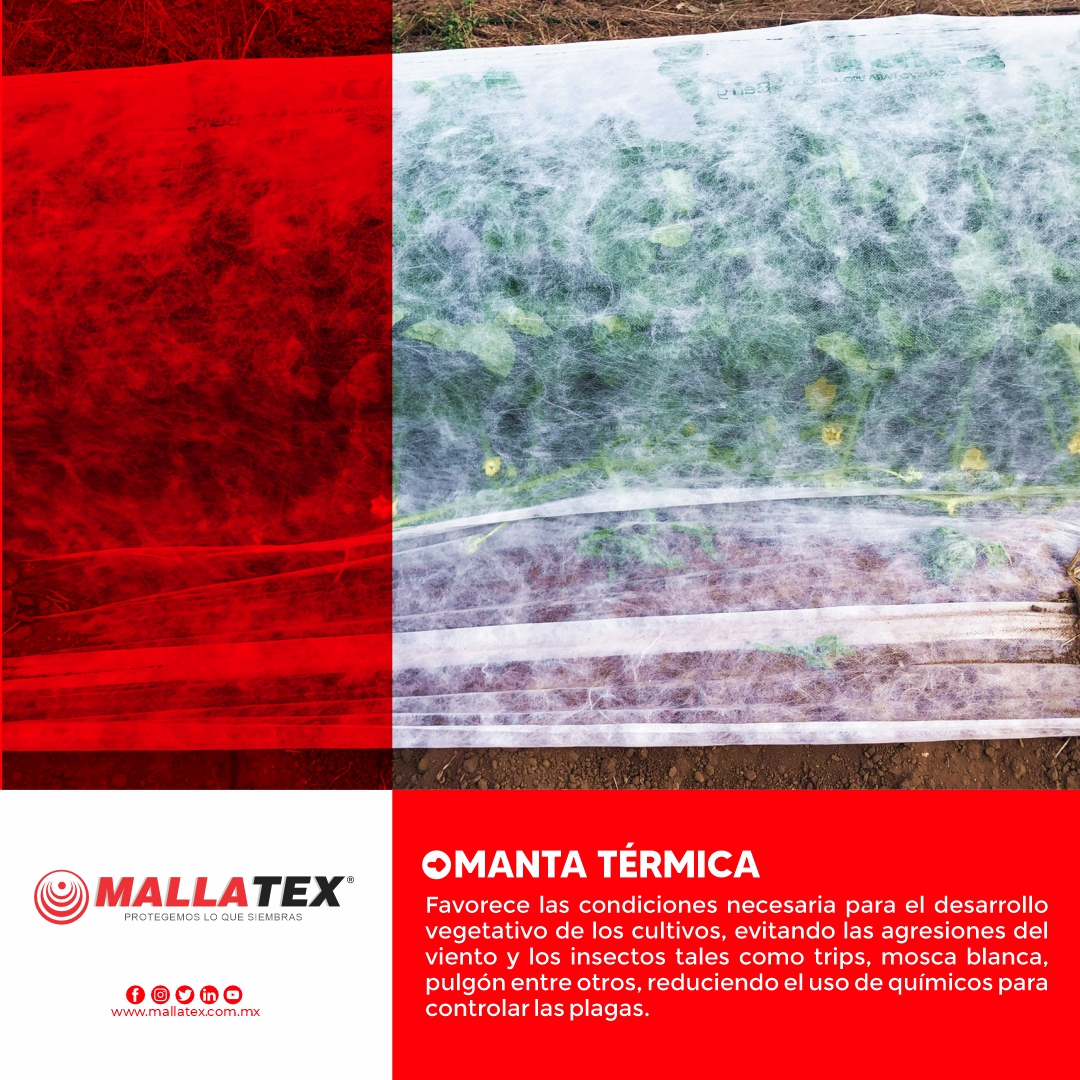 Mallatex's tweet photo. La Manta Térmica es apta para cultivos de:
•Melón
•Sandía🍉
•Calabaza
•Chile🌶️
•Tomate🍅
•Pepino🥒
•Lechuga🥬
•Col
•Plátano🍌
•Apio
•Fresa🍓
Entre otros…

Contáctanos:
📞 (33) 2016 4875 ✉️ info@mallatex.com.mx

#AgriculturaProtegida #Mallatex #Cultivos #Agricultura https://t.co/n9Z1aCYWRJ