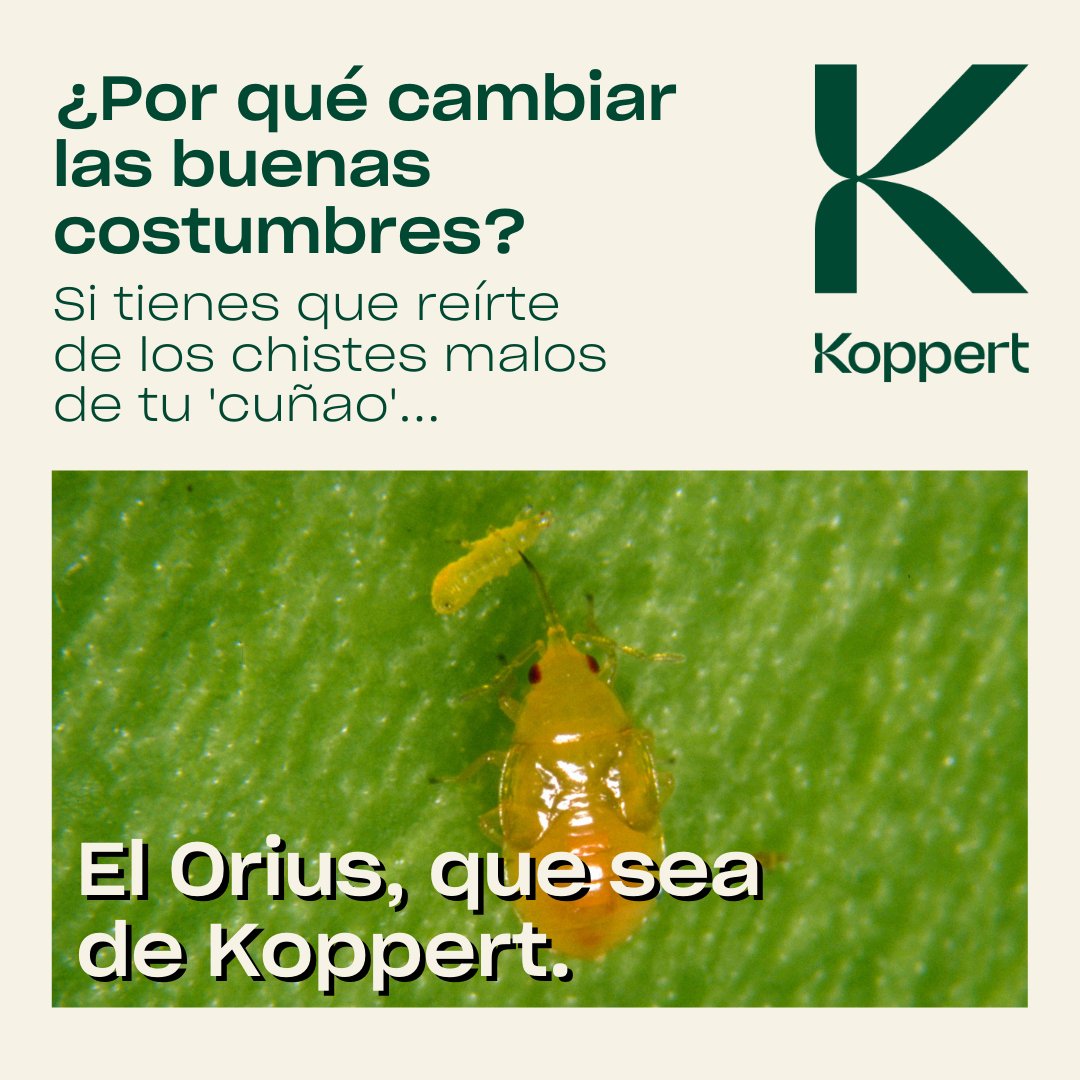 KOPPERT_ES's tweet photo. Hoy solo queremos pedirte que no cambies. 💚✨

Porque no hay que perder las buenas costumbres 👉🏽 https://t.co/2KoNlAucXo

#Koppert #BioControl #AgriculturaSostenible #Orius https://t.co/nSFm2TMsPc