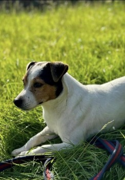 millypod1's tweet photo. 🆘22 OCT 2023 #Lost #ScanMe 2 DOGS 
Cocker Spaniel Elvis &amp; Bo Jack Russell both together
#Mickley/#Hackfall area near #Ripon / #Masham #NorthYorkshire #Yorkshire #HG4 https://t.co/v4TWreBjP8 https://t.co/PpfavNfJCi