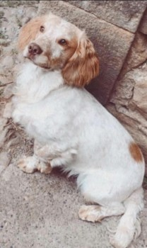 millypod1's tweet photo. 🆘22 OCT 2023 #Lost #ScanMe 2 DOGS 
Cocker Spaniel Elvis &amp; Bo Jack Russell both together
#Mickley/#Hackfall area near #Ripon / #Masham #NorthYorkshire #Yorkshire #HG4 https://t.co/v4TWreBjP8 https://t.co/PpfavNfJCi