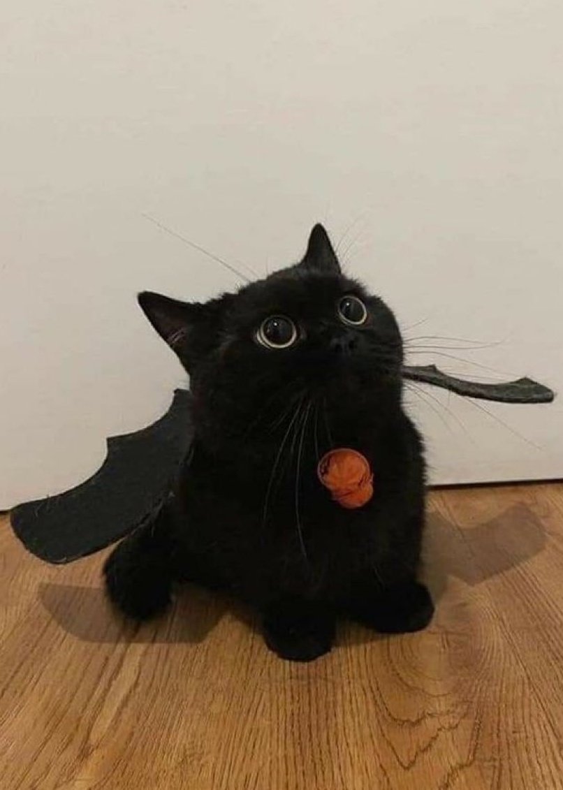 This kitty is ready for Halloween