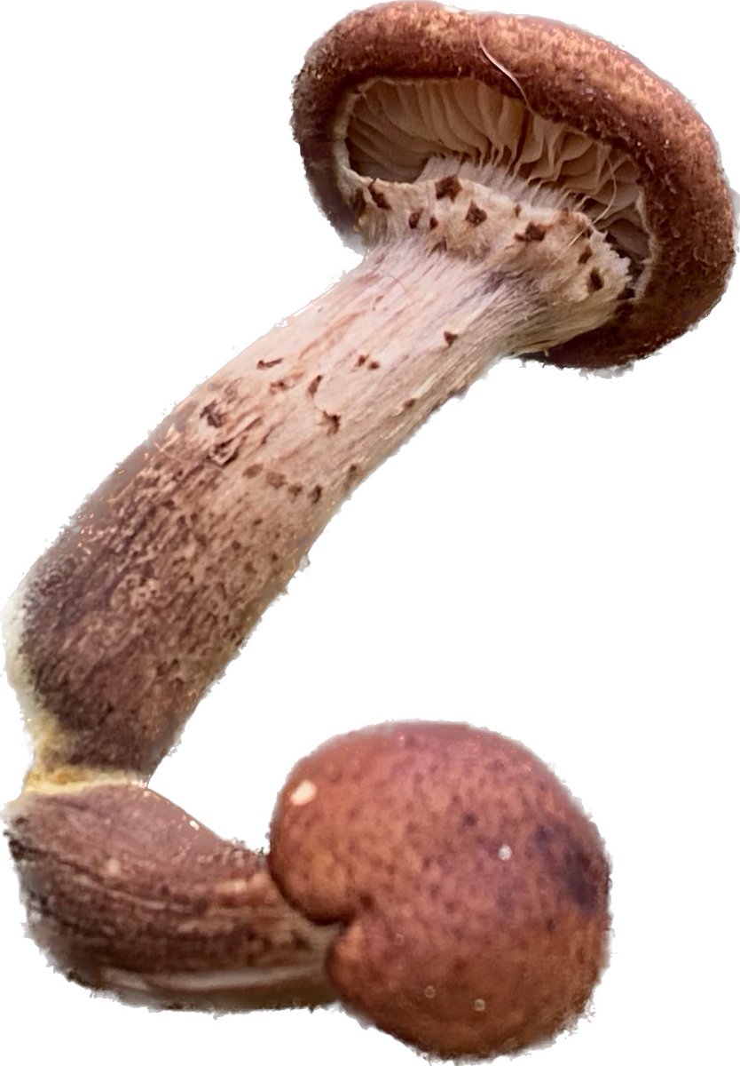 HfxAmanda's tweet image. 3 fingers on the screen, iPhone users!

Just found this feature by accident. 
😁

#cutandpaste