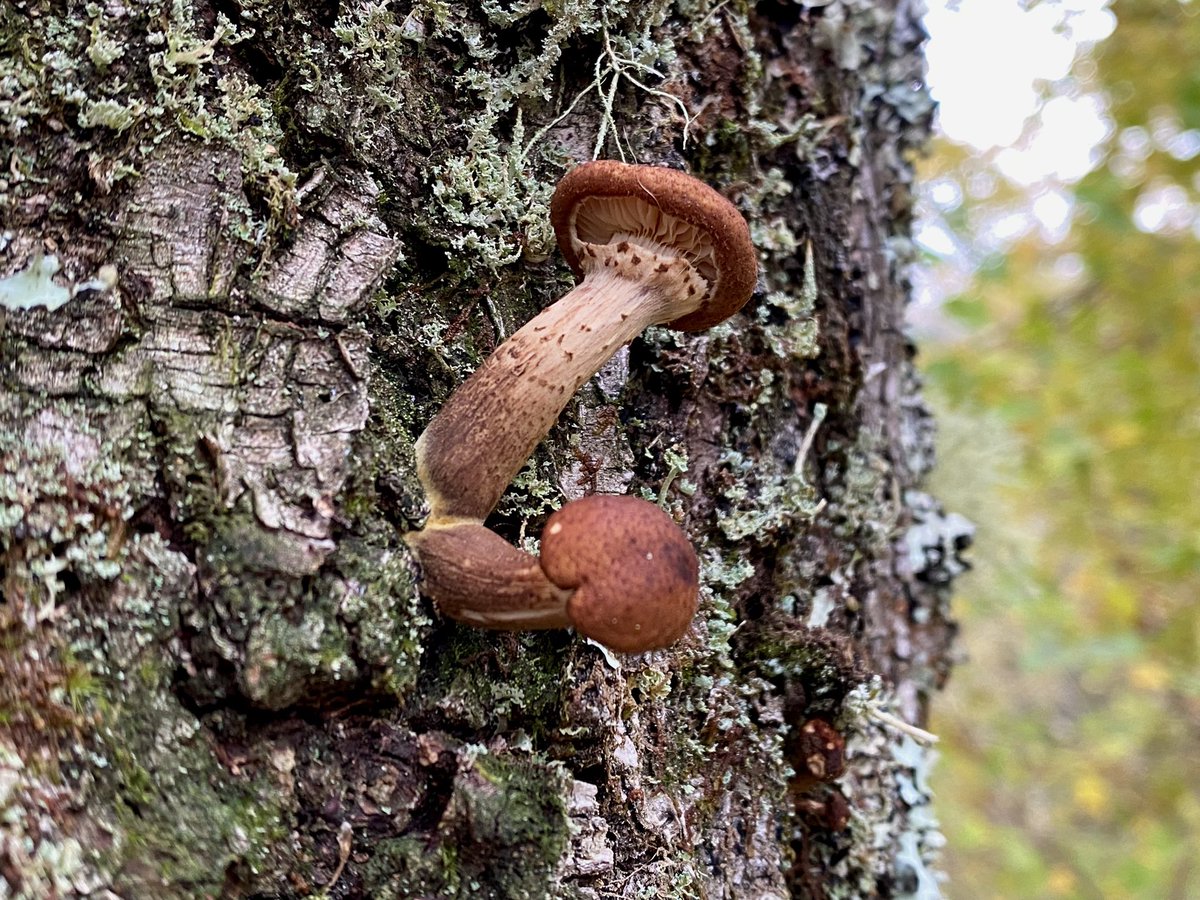 HfxAmanda's tweet image. 3 fingers on the screen, iPhone users!

Just found this feature by accident. 
😁

#cutandpaste