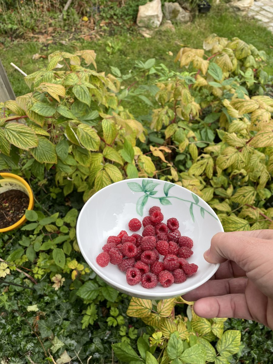 Xavier_Hervo's tweet photo. @MARAVALV Framboises en même temps que les châtaignes.. https://t.co/1NhDTJzNFZ