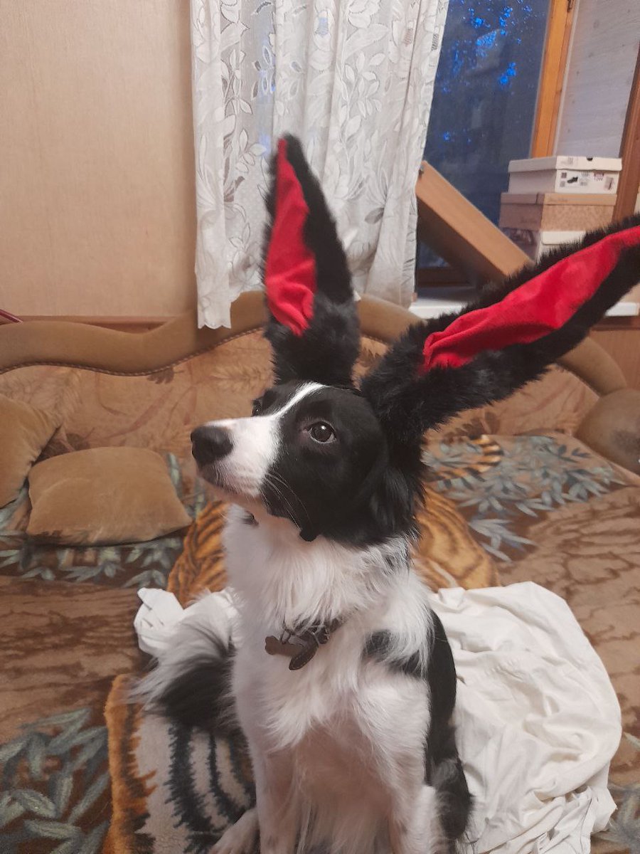 manf1ra's tweet photo. my dog only works for food https://t.co/B8WpcQQp1N