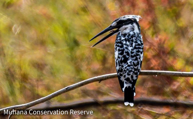 #Piedkingfisher #muhanaconservationreserve #Thephotohour #IndiAves #birds #BirdsSeenIn2023 #birdwatching