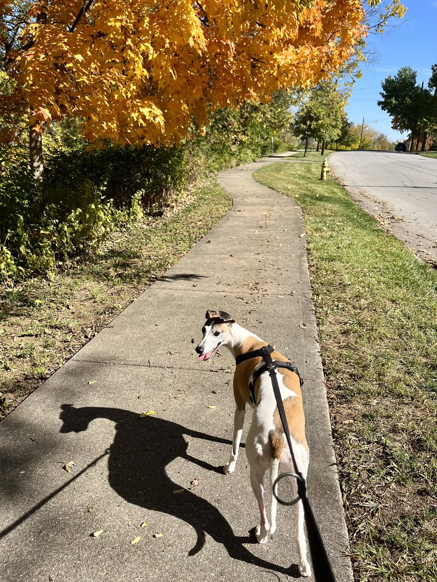 On today’s walk…I met this lovely golden tree! 
🍁 🍁🍁🍁🍁🍁🍁🍁🍁🍁
#whippet #hounds #dogs  
#sighthound #fallfoliage