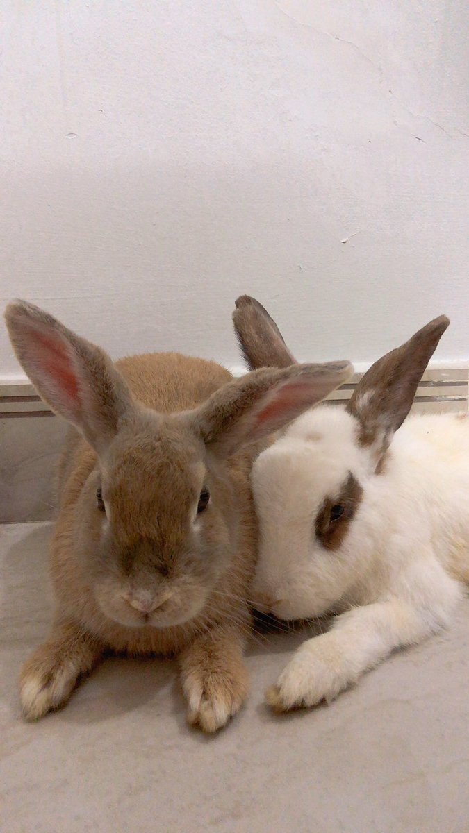 Khi trên thế giới này chỉ có đôi ta ❤️ 
#ButterMilKHome #bunny #Vietnam 
#うさぎのしっぽ　＃うさぎのしっぽ横浜店　＃うさぎ　#ネザーランドドワーフ　＃うさぎのいる生活　＃うさぎのいる暮らし　#うさぎ好きさんと繋がりたい　＃rabbit ＃rabbittail