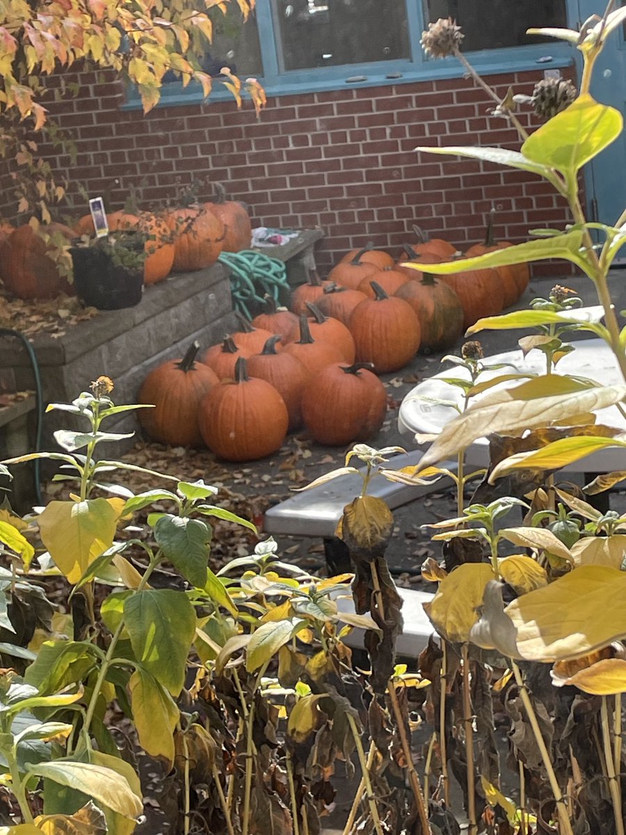 stthomasmore19's tweet photo. Thx Catholic School Council for our pumpkins! We are excited to see our Pumpkin Carving Contest submissions from each class! #competitionison https://t.co/9Qsvh6dyAk