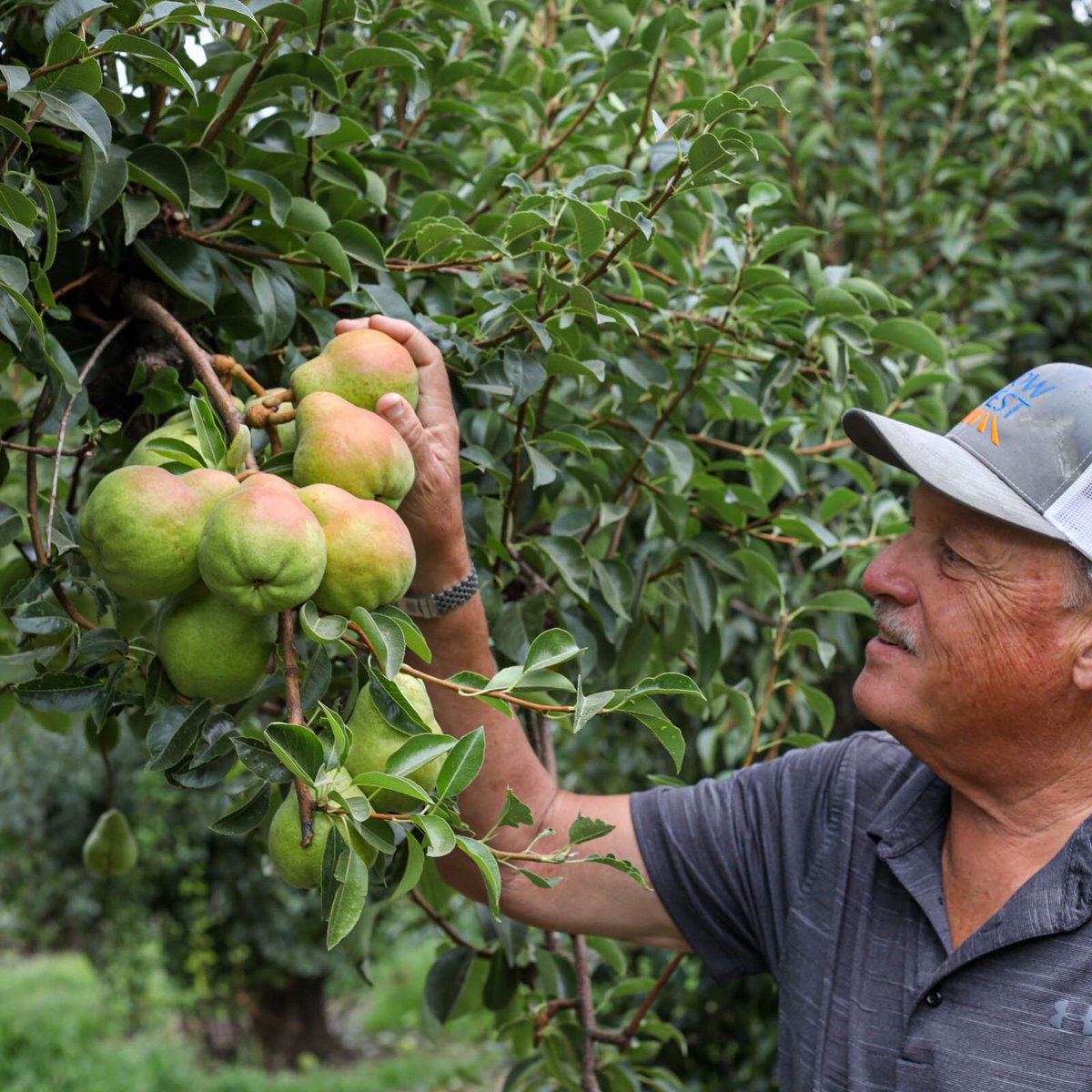 Cal_Pear's tweet photo. Farmers know the best pears are the sweet, juicy ones 😋
That is why all #CApear growers pledged to never use anti-ripening agents. The sweetest most juicy pears must ripen naturally. Learn more about why CA pear farmers don't use anti-ripening agents: https://t.co/95GXETIlZ8 https://t.co/LIBoBjtzC8