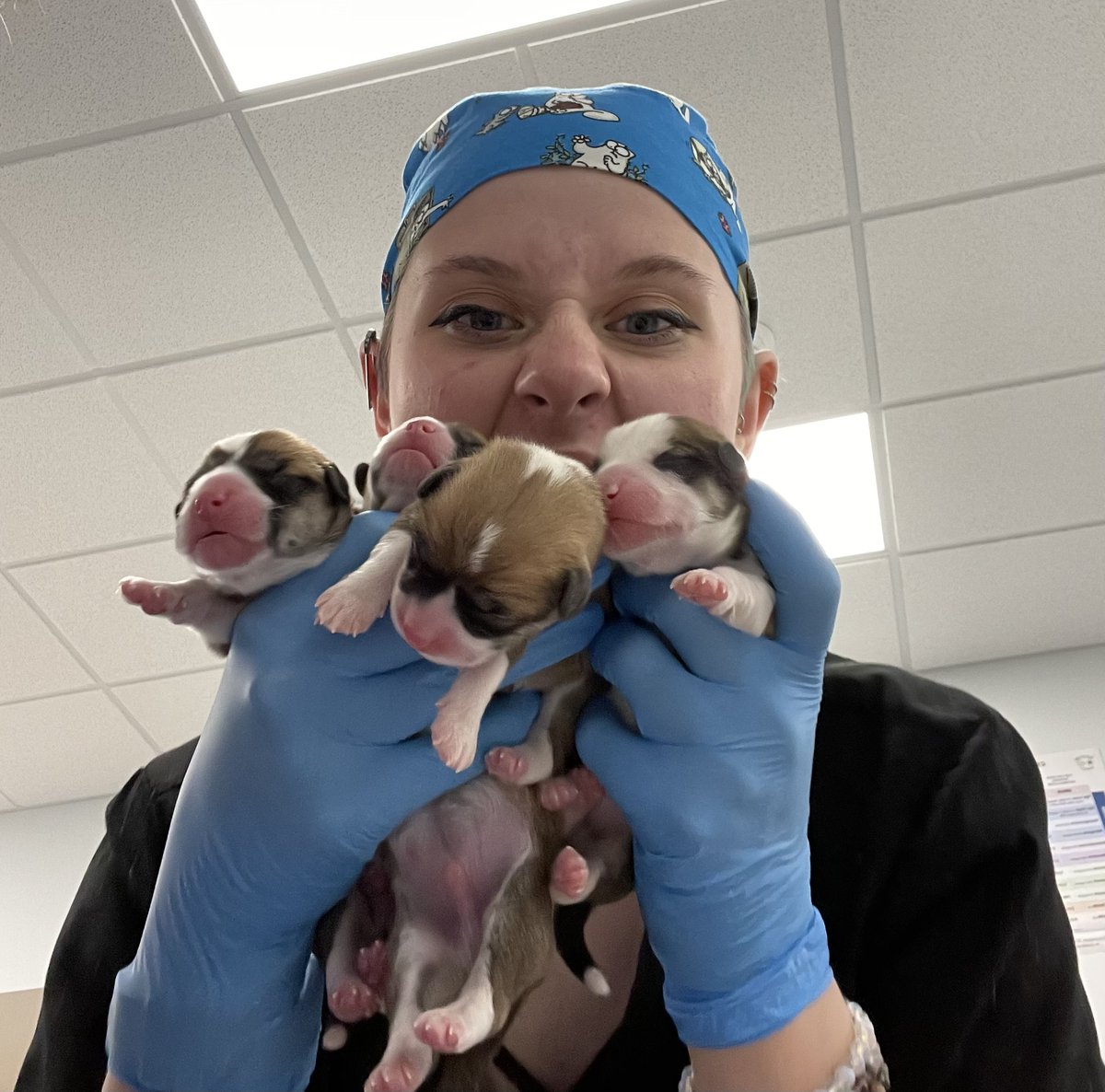VEGERforpets's tweet image. ⚠️ Warning: may trigger #cuteaggression! "There’s nothing like getting to stay a few extra hours to help deliver CORGI PUPPIES! It makes these longer days worth it!" - Sydney, Veterinary Assistant. #vegolution #petparents #puppies