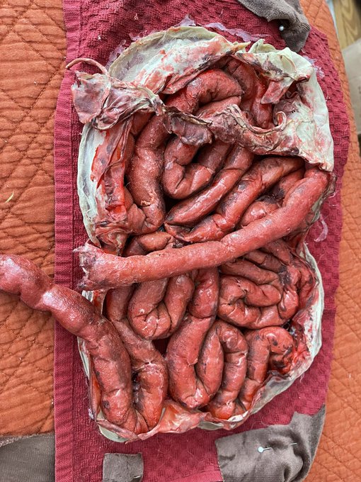 Fake intestines https://t.co/dppMZFGxuq