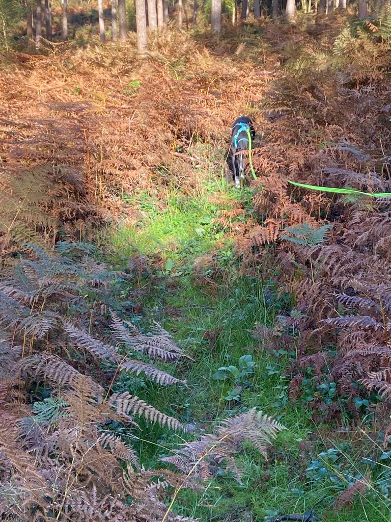 Howard being a big brave boy on his forest walks, whilst I'm trying to be a big brave PhD student and finish my thesis