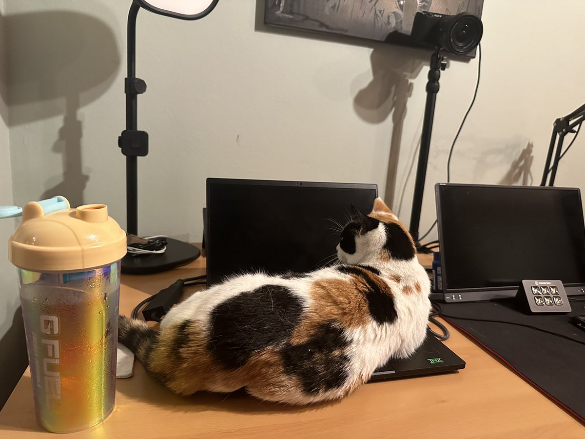 OctoOG's tweet image. I guess it time to stop playing. Cat turned off my Computer and then payed on it! Don’t know if she wants my @GFuelEnergy too… we will see! @Razer bed 😂😂😂