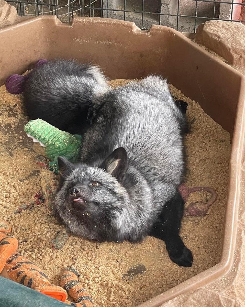 ClevyrCreatures's tweet photo. Tongue out Tuesday with Toki fox! 🤪
Did you know Tokis favorite place to sleep is his dig box?! He almost always is sleeping in it. What a silly dusty boy. 
Most foxes would use it as a litter box, which is what I had intended it for, but not him! It’s a toy box and bed! 

#ClevyrToki is sponsored by Alicia L. And an anonymous sponsor. 

#clevyrfoxes #redfox #foxesofinstagram #foxy #petfox #domesticatedfox #foxlove #foxlife #clevyrfox #clevyrcreatures #happyfox #instafox #wildlife #foxlovers #redfoxes #foxesofig #foxes #foxsounds #vulpesvulpes #ilovefoxes #foxlover #fox #saveafox #vulpes #cutefox