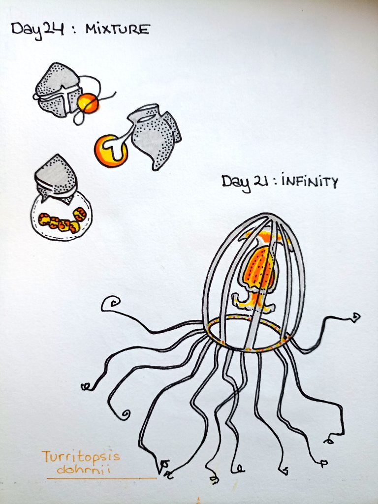 #SciArtober For Day 24: Mixture, some feeding strategies of #mixotrophs and for my missing Day 21: Infinity, Turritopsis dohrnii, one of the #jellyfish species considered inmortal 🪼