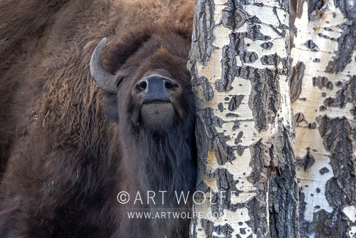 #TuesdayTree #Treehugger #AmericanBison #ExploreCreateInspire #CanonLegend #GrandTetonNationalPark #WildlifePhotography #POTD 
artwolfe.com