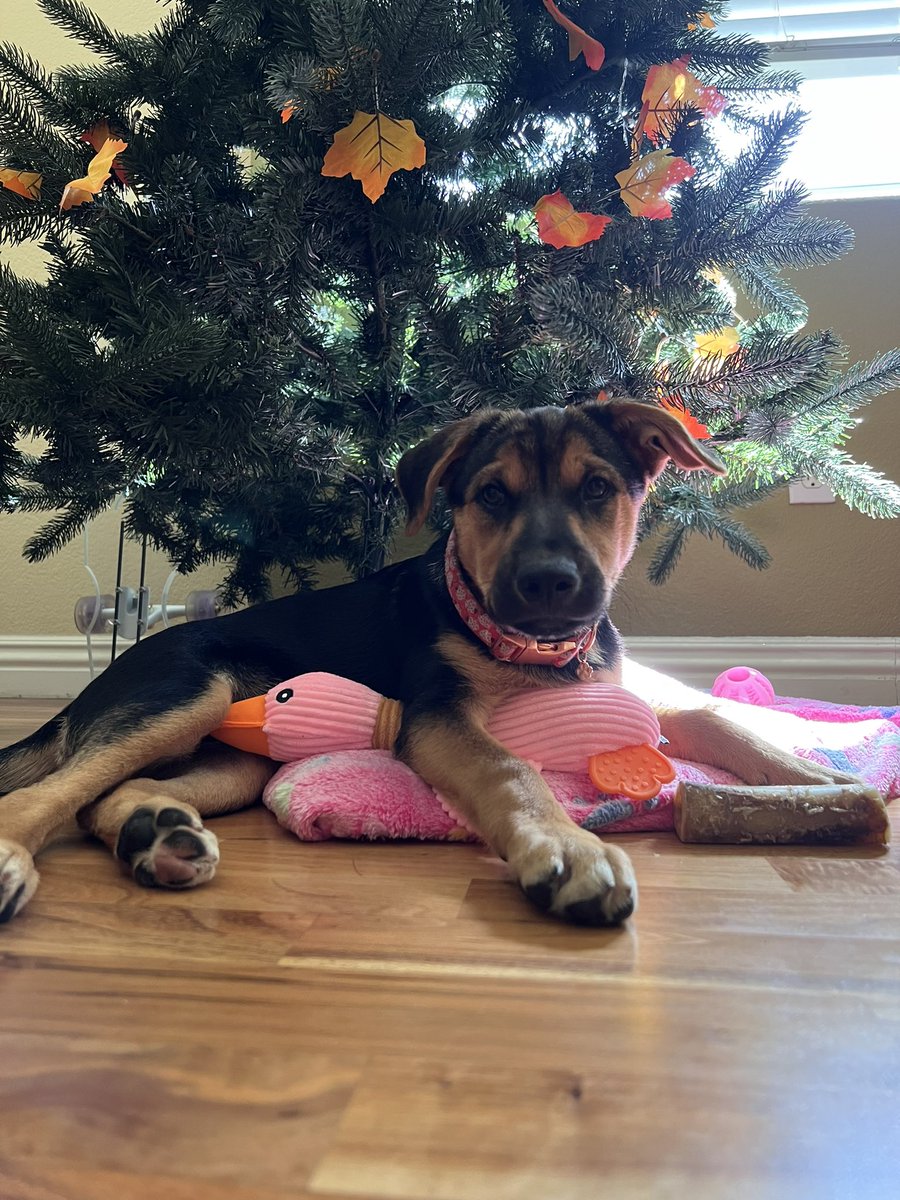 Got two pieces of great news: 

1) I got a Puppy! Man it’s a full time job but she is the best (pic below for reference)

2) New episode of <a href="/GoodWillYunting/">GoodWill Yunting</a> today after a hiatus from travel and the pup. We have on the chad <a href="/0xAlcibiades/">Alcibiades</a> from the new options protocol <a href="/valoremxyz/">Valorem</a>