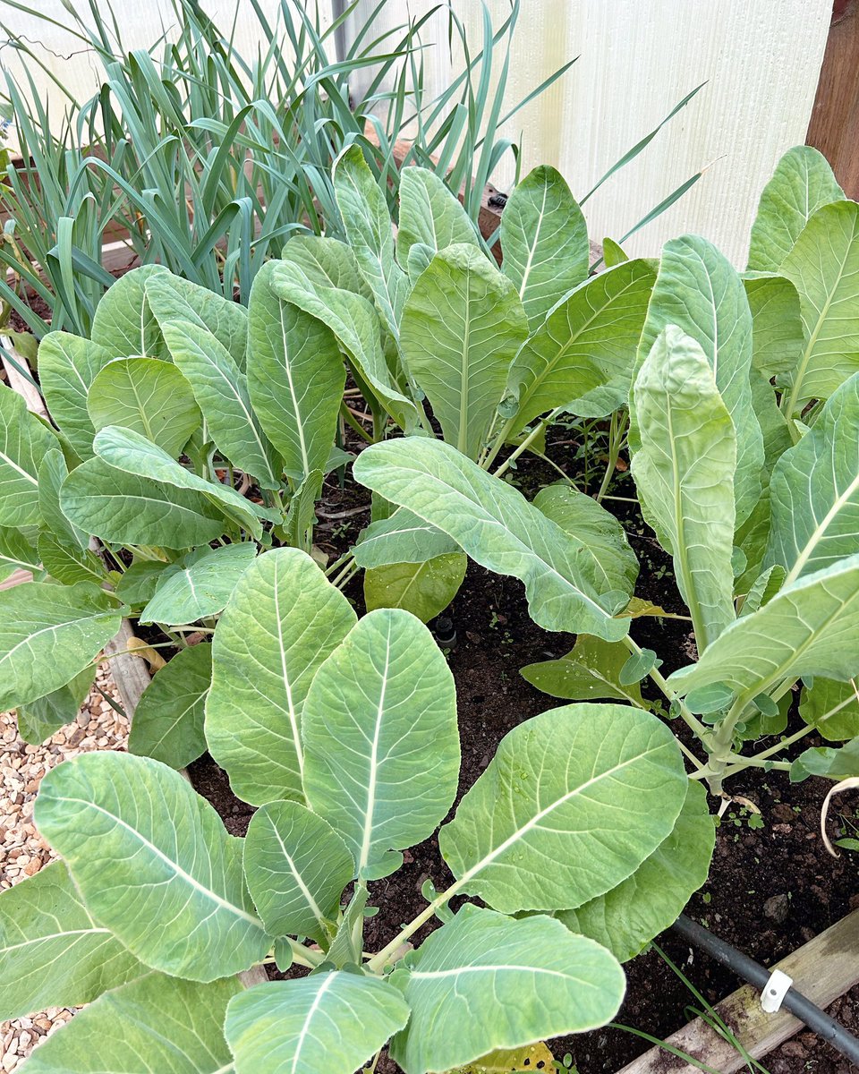 We sowed some cauliflower seed in the raised beds in August and it has grown well. Hoping for some hearted caulis in April/May, afore it gets hot in the polycrub.