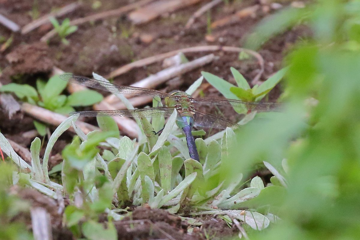 A mega vagrant yank Lepidoptera & Odonata double day in the same field(!) on Scilly, courtesy of @dub_birder’s relentless efforts around Sunnyside! 🙏 The rare and resplendent American painted lady, immediately followed by the even rarer green darner dragonfly! Outrageous 🇺🇸🤘