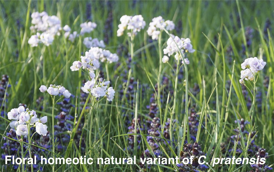 qpb_journal's tweet photo. 🎺New Classics Article🎺
“The 1991 review by Coen and Meyerowitz on the war of the whorls and the ABC model of floral organ identity”
By Kay Schneitz @PlantDevTUM
👉https://t.co/ezpKzlHjUV
#Antirrhinum #Arabidopsis #evodevo #floral #floraldevelopment #MADSbox @TU_Muenchen https://t.co/JOepaR6bcg