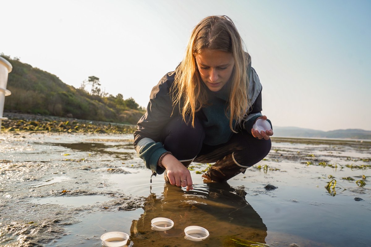 Undergraduate students studying #marinescience at <a href="/ucdavis/">UC Davis</a> work around the tides: wading into mudflats and #eelgrass meadows to gather samples during low tide, then analyzing them to conduct independent research projects at the Bodega Marine Laboratory:  ucdavis.edu/student-resear…