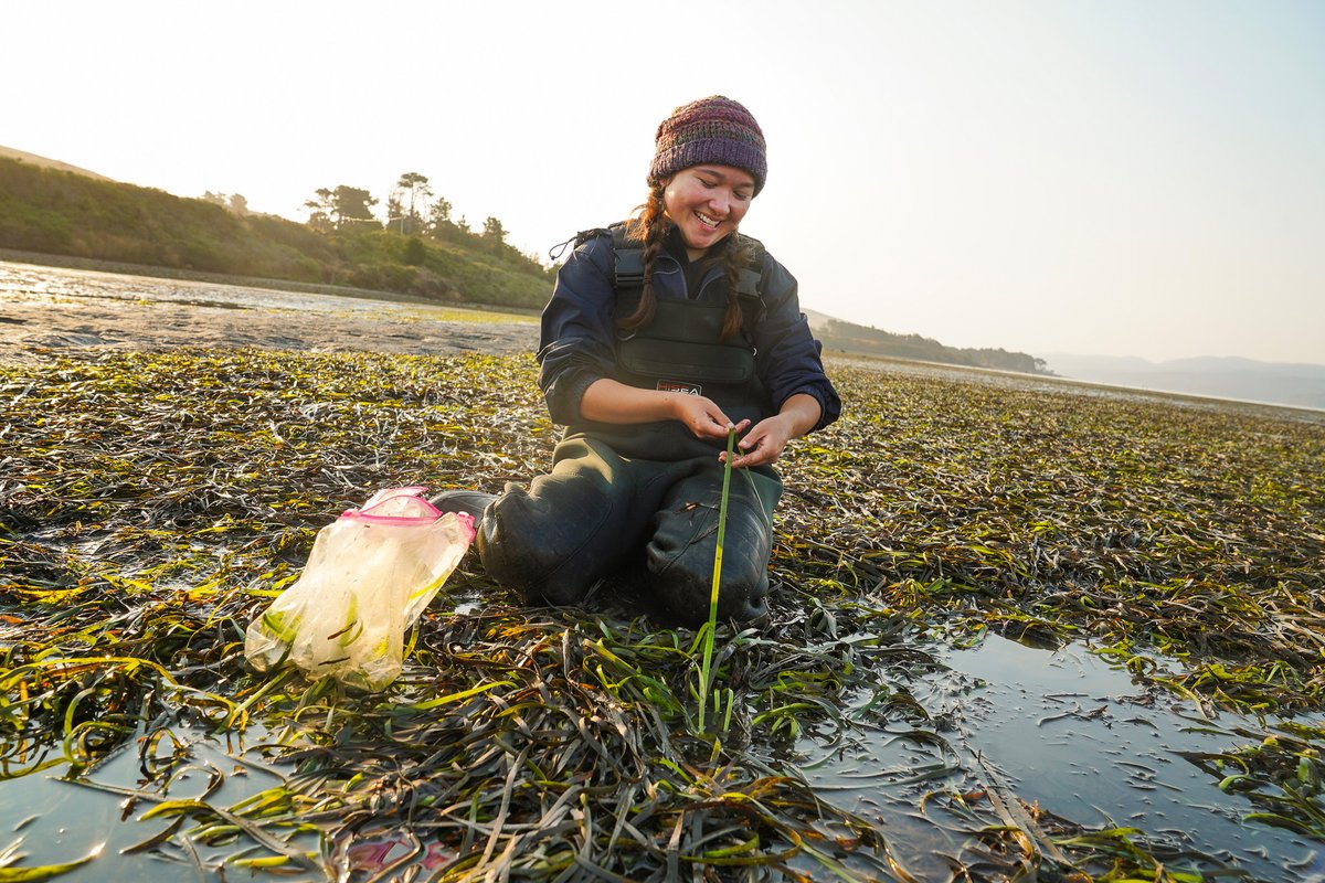 UC Davis Bodega Marine Laboratory tweet media